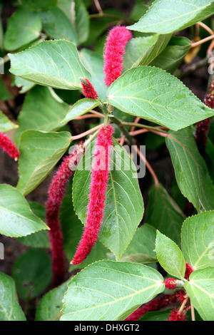 Nahaufnahme Bild Cockscomb Blumen im Garten. Stockfoto