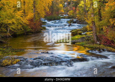 Trout Lake Creek mit Bäumen im Herbst Farbe; Klickitat County, Washington. Stockfoto