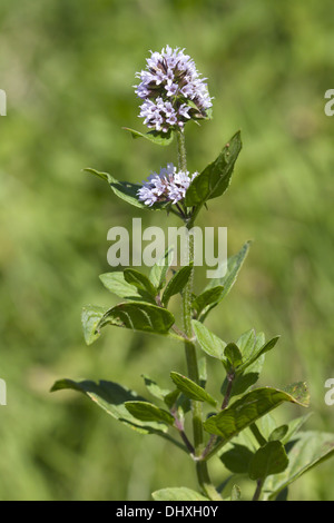 Mentha Aquatica, Wasser Minze Stockfoto