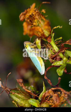 Cicadella Viridis, grüne Leafhopper Stockfoto