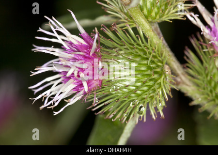 Die große Klette, Arctium lappa Stockfoto