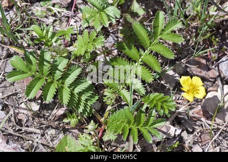 Potentilla heisses, gemeinsame Silverweed Stockfoto