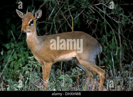 Dik-Dik (Madoqua Kirkii), kleinste Antilope Afrikas, in Afrika Serengeti National Conservation Area (Oldupai Gorge) Stockfoto