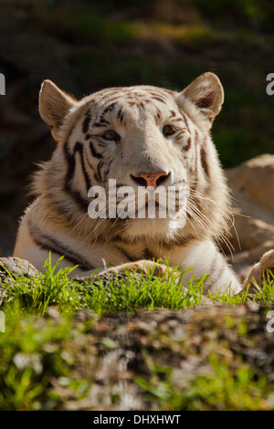 Weiße Bengal Tiger (Panthera Tigris Tigris) Stockfoto