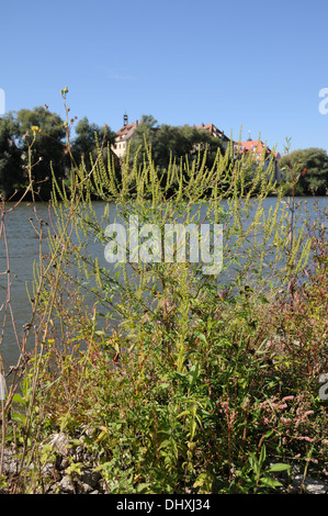 Ambrosie Stockfoto