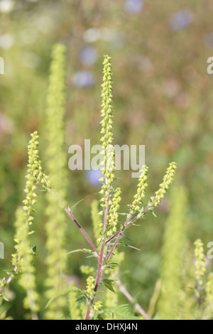 Ambrosie Stockfoto