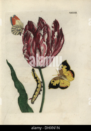 Tulpe, Konige Lodewijk (König Ludwig), Tulipa Gesneriana, mit Schmetterlingen und Caterpillar. Stockfoto