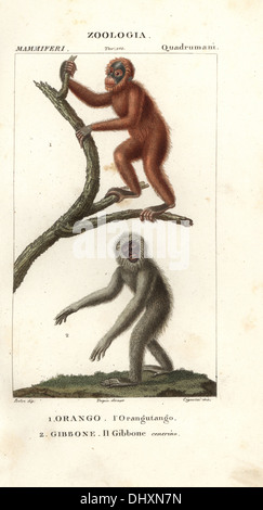 Orang-Utan, Pongo Pygmaeus (gefährdet) und silbrig Gibbon, Hylobates Moloch (gefährdet). Stockfoto