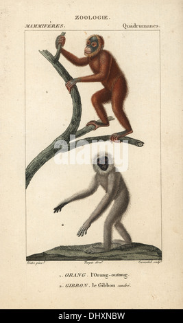 Bornean Orangutan, Pongo Pygmaeus (gefährdet) und silbrig Gibbon, Hylobates Moloch (gefährdet). Stockfoto