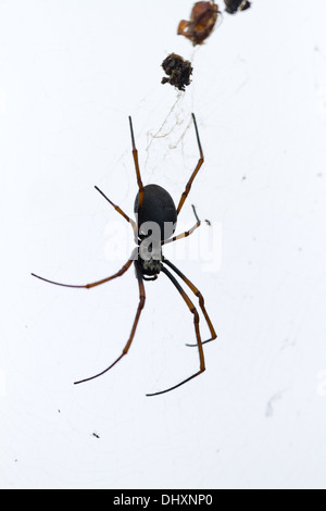 Weibliche golden Orb Spinne im Web auf Lord Howe Island, Australien Stockfoto