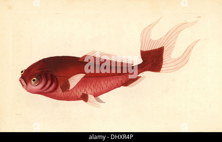 Goldfisch Sorte, Carassius Auratus. Stockfoto