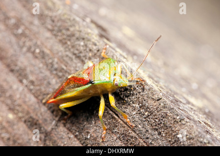 Ein Makro-Foto eines grünen Stink Bugs / grün Soldat Bug / Acrosternum Hilare Stockfoto