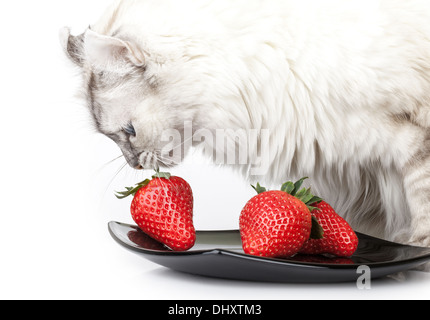 Weiße Katze frisst sorgfältig frischen Erdbeere aus schwarzen Platte Stockfoto