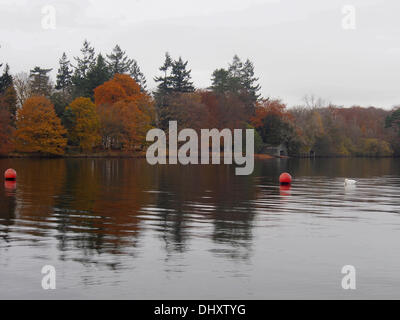 Lake Windermere, Cumbria, UK.  15. November 2013. Letzte Spuren von Herbstfarben an Waterhead Ambleside. Bildnachweis: Sue Burton/Alamy Live-Nachrichten Stockfoto