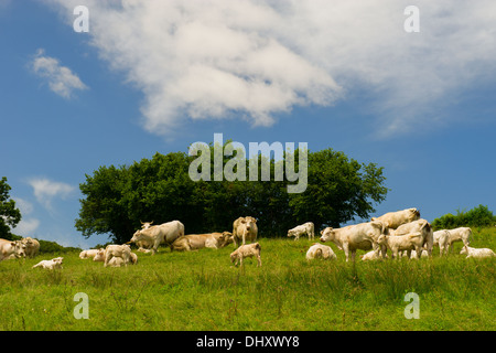 Weißen Charolais-Kühe in der französischen Landschaft Stockfoto