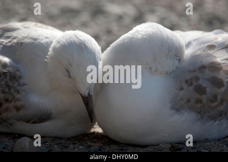 Zwei junge rot-billed Möwen Ruhe nahe beieinander. Stockfoto