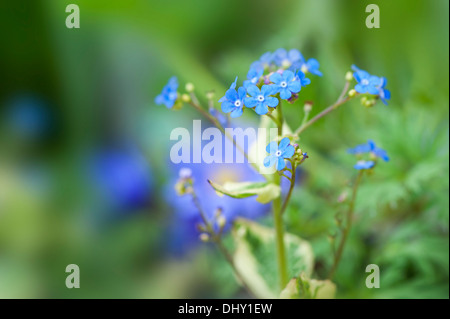 Brunnera Macrophylla 'Hadspen Cream' - sibirische Bugloss 'Hadspen Cream' blauen Frühlingsblumen Stockfoto