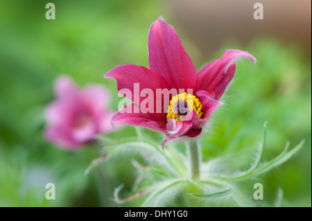 Rote Kuhschelle Single Frühling Stockfoto