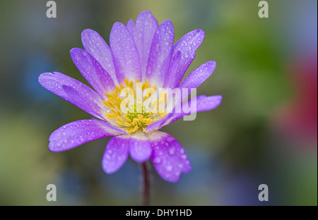 Einzelne lila Anemone Blanda Blume Stockfoto