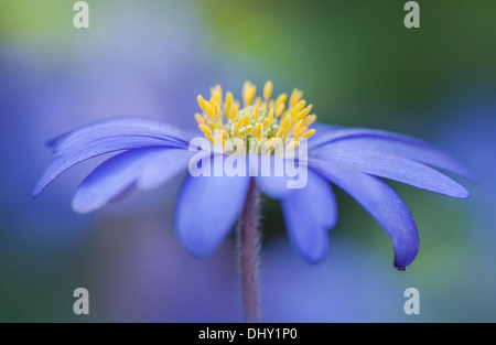 Einzelne blaue Anemone Blanda Blume Stockfoto