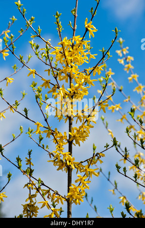 Forsythia x intermedia 'Spectabilis' Stockfoto