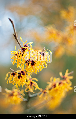 Hamamelis x intermedia 'Pallida' - gelbe Zaubernuss Frühlingsblumen Stockfoto