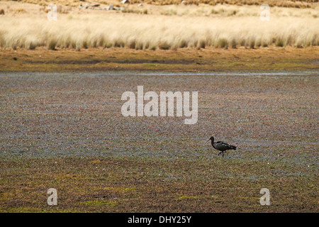 Puna Ibis in einem Sumpf im Pumapampa Tal hoch in den peruanischen Anden, Südamerika. Stockfoto