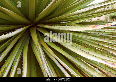 Puya Raimondii Pflanzen hoch in den peruanischen Anden, Südamerika. Stockfoto