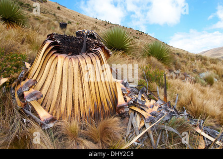 Verbrannte Puya Raimondii Pflanzen hoch in den peruanischen Anden, Südamerika. Stockfoto