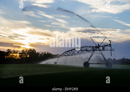 Bewässerung Sprinkler in Betrieb bei Sonnenuntergang Stockfoto