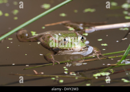 Marsh Frosch in Großbritannien. Mai Stockfoto