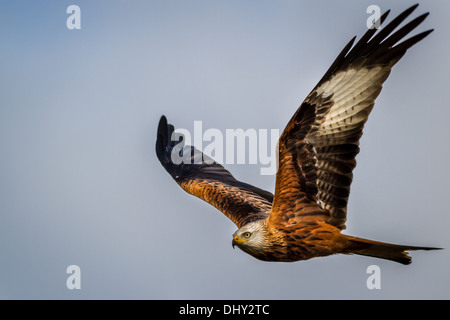 Rotmilan (milvus milvus) Seite auf im Flug, Großbritannien Stockfoto