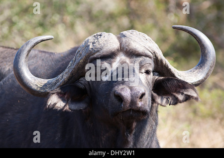 Afrikanischer Büffel (syncerus caffer Caffer) Südafrika Stockfoto