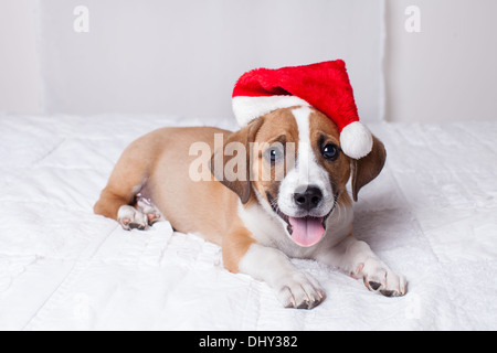 Entzückende Weihnachten Welpen auf einem Bett Stockfoto