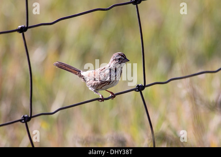 Singammer gehockt Drahtzaun in Wyoming Stockfoto