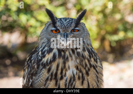 Eurasische Adler-Eule (Bubo Bubo) Stockfoto