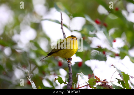 Wilsons Warbler in Wyoming Stockfoto