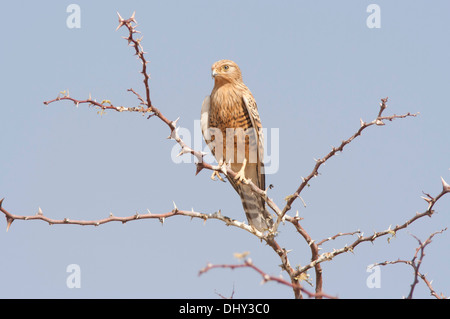 Mehr Kestrel oder Weiß-eyed Turmfalke (Falco rupicoloides) auf einem Zweig in der Kalahari, Südafrika gehockt Stockfoto