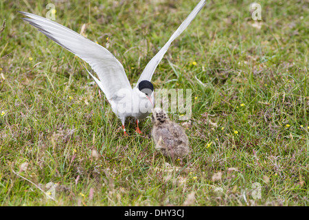 Küstenseeschwalbe Sterna Paradisaea Fütterung Küken, Fair Isle, Shetland, UK Stockfoto