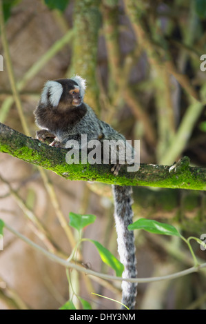 Weißbüschelaffe (Callithrix Jacchus), Bundesstaat Rio De Janeiro, Brasilien Stockfoto