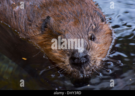 Eine Nahaufnahme eines nordamerikanischen Bibers. Stockfoto