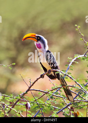 Rot-billed Hornbill, Samburu National Reserve, Kenia Stockfoto