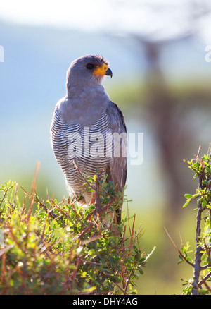 Blass, Chanting Goshawk (Melierax Poliopterus), Samburu National Reserve, Kenia Stockfoto