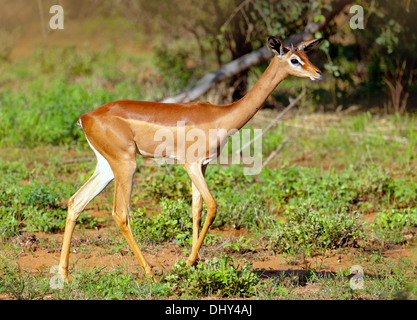 Gerenuk (Litocranius Walleri), Samburu National Reserve, Kenia Stockfoto