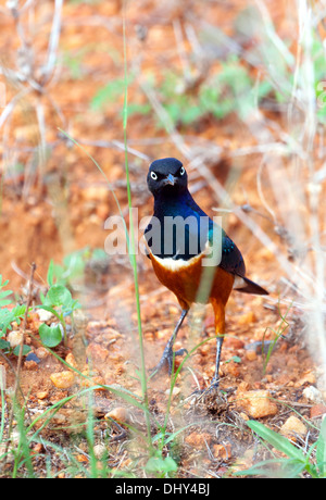 Glanzstare Superbus (Superb Starling), Samburu National Reserve, Kenia Stockfoto