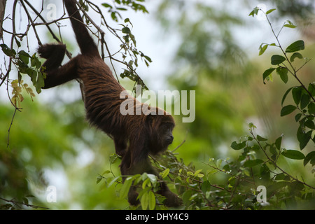 Nördliche Muriqui (Brachyteles Hypoxanthus), vom Aussterben bedroht, Caratinga, Minas Gerais, Brasilien Stockfoto