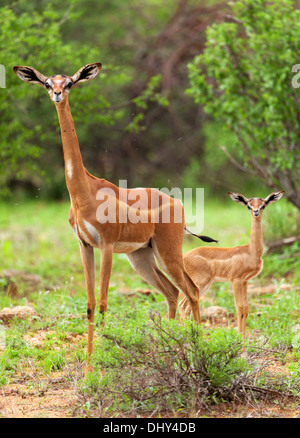 Impala (Aepyceros Melampus), Samburu National Reserve, Kenia Stockfoto