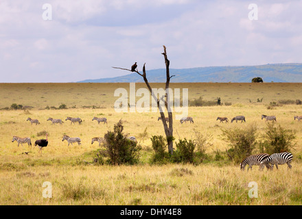 Landschaft, Masai Mara National Reserve, Kenia Stockfoto