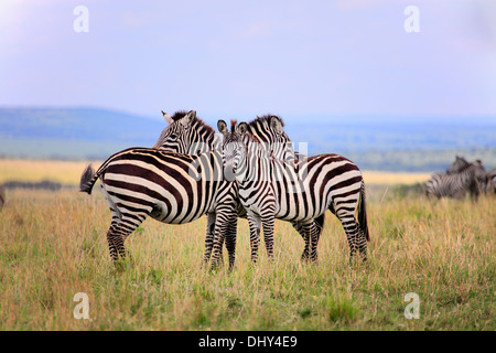 GREVY-Zebra (Equus Grevyi), Masai Mara National Reserve, Kenia Stockfoto