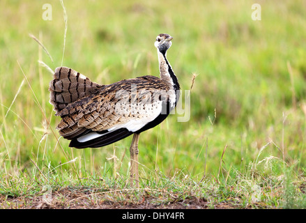 Schwarzbäuchigen Trappe (Lissotis Melanogaster), Masai Mara National Reserve, Kenia Stockfoto